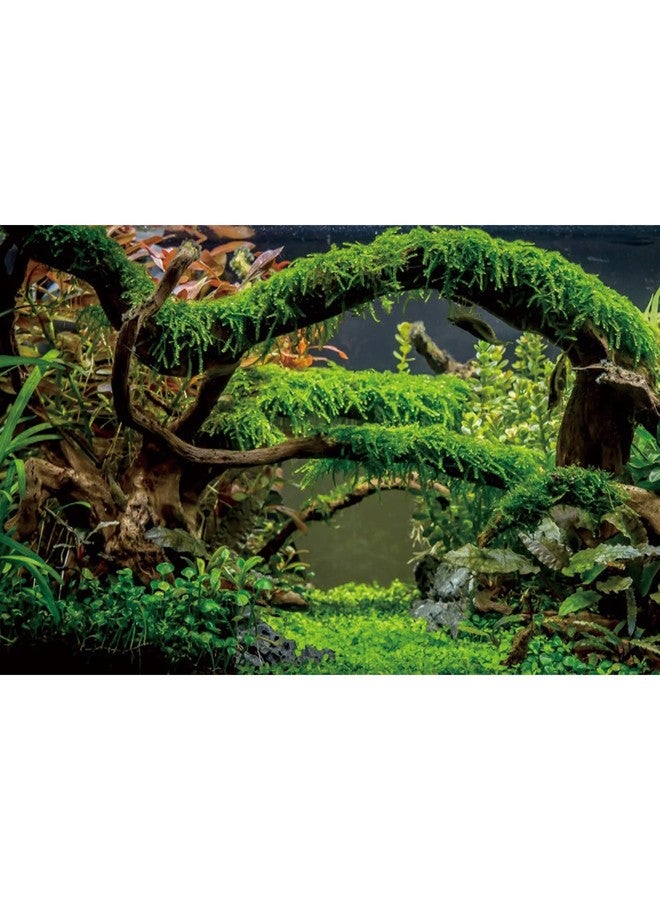 AWERT 48x24 inches Aquarium Background Branches Terrarium Background Aquatic Plant River Bed & Lake Fish Tank Background Vinyl Background - Image 1
